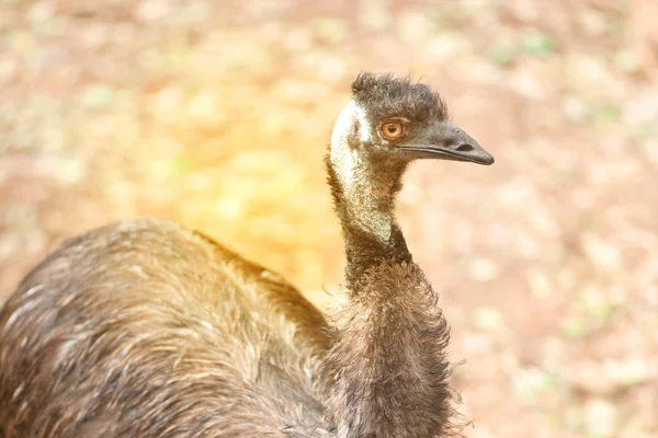 Retrato de Emu (Dromaius novaehollandiae). Animais selvagens . — Fotografia de Stock