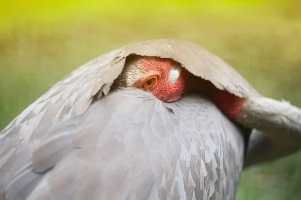 Porträt des östlichen Saruskranichs (grus antigone sharpii) ). — Stockfoto