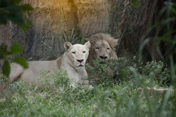Biały lew jest od czasu do czasu w Republice Południowej Afryki. — Zdjęcie stockowe