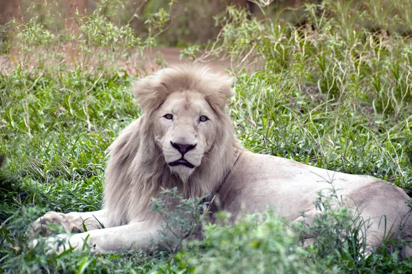 O leão branco é ocasionalmente na África do Sul . — Fotografia de Stock