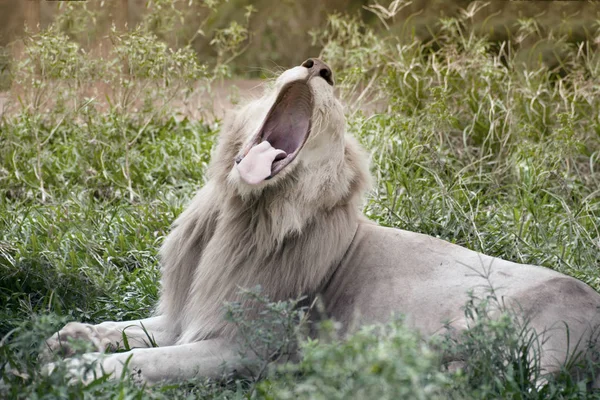 Biały lew jest od czasu do czasu w Republice Południowej Afryki. — Zdjęcie stockowe