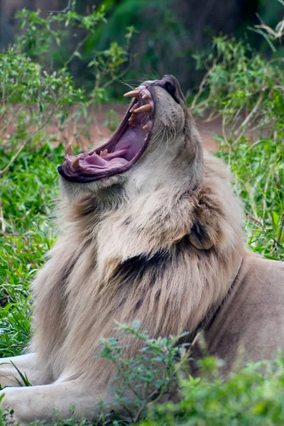 The white lion is occasionally in South Africa. — Stock Photo, Image