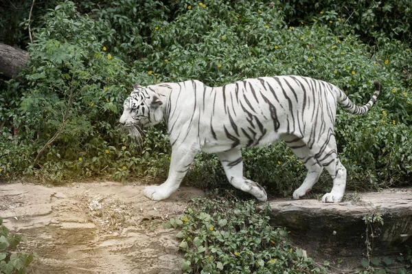 Obraz piękna i elegancka biały tygrys bengalski w zoo. — Zdjęcie stockowe