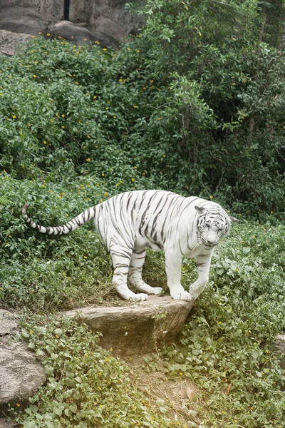 Bild eines schönen und eleganten weißen Benzal-Tigers im Zoo. — Stockfoto