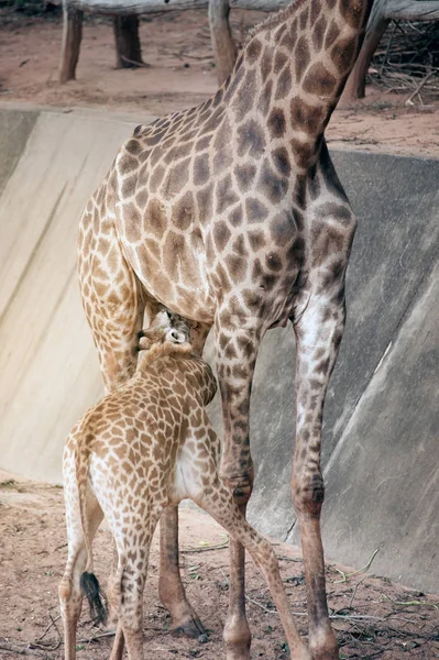 Fils sucer de sa mère est espèce Giraffa camelopardalis famille des Giraffidae . — Photo