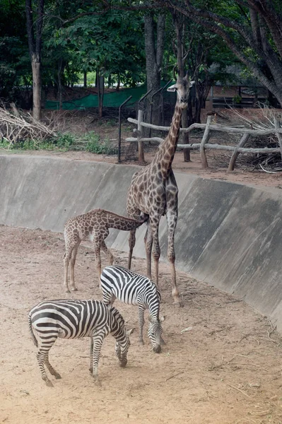 Sohn säugt von seiner Mutter Giraffa camelopardalis Familie der Giraffenfische. — Stockfoto