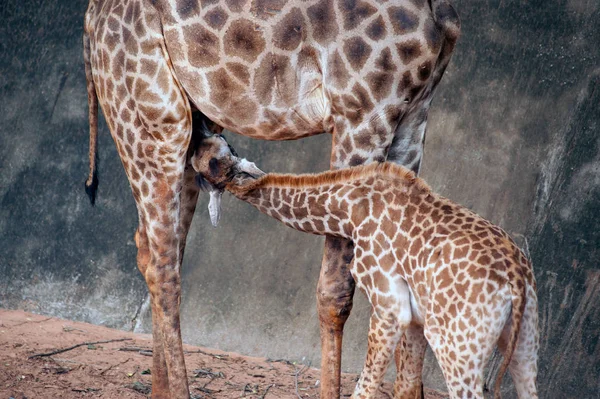 Син вигодовування від своєї мами є Жираф виду Giraffa сім'ї Жирафові. — стокове фото