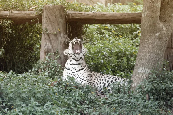 Tiro de leopardo descansando en el zoológico . —  Fotos de Stock