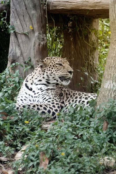 Tiro de leopardo descansando no zoológico . — Fotografia de Stock