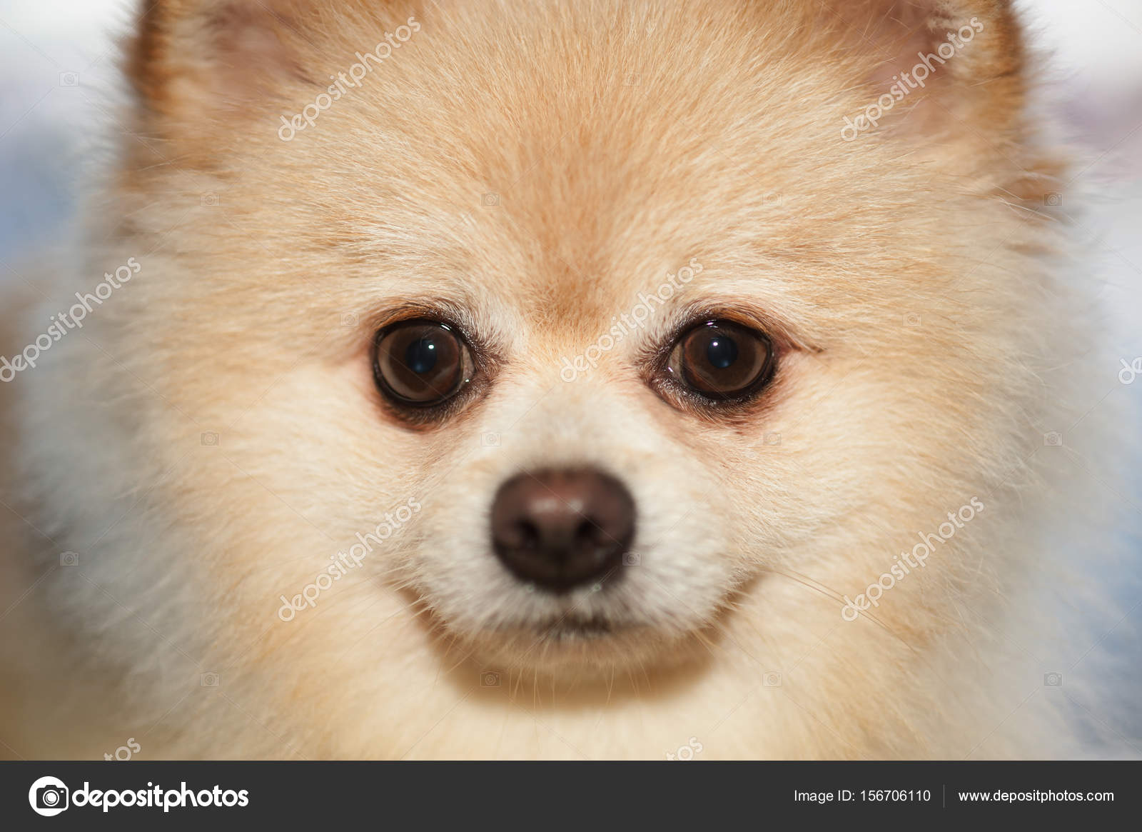 pom pomeranian