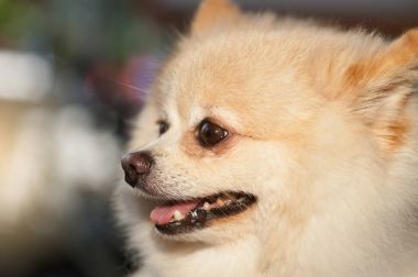 Kabarık Pom Pomeranian köpek küçük evde beslenen hayvan dostu.