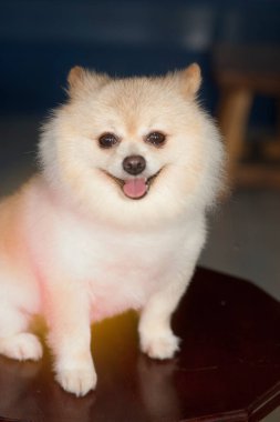 Kabarık Pom Pomeranian köpek küçük evde beslenen hayvan dostu.