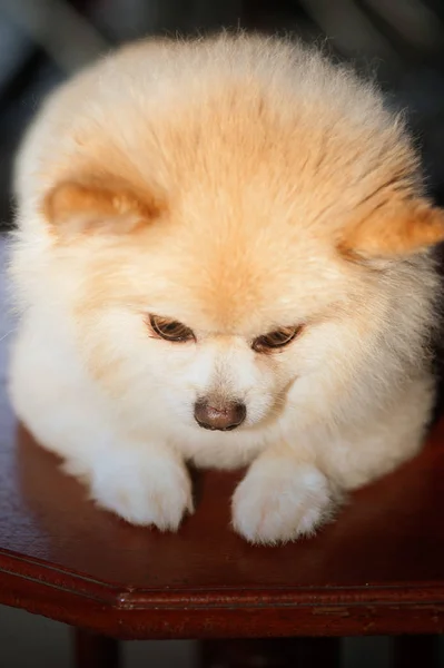 Kabarık Pom Pomeranian köpek küçük evde beslenen hayvan dostu. — Stok fotoğraf