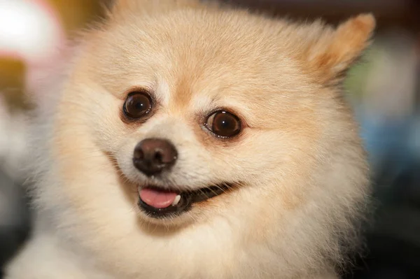 Kabarık Pom Pomeranian köpek küçük evde beslenen hayvan dostu. — Stok fotoğraf