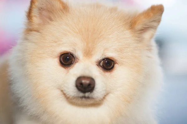Bolyhos Pom Pomerániai aranyos kutya kis háziállat-barát. — Stock Fotó