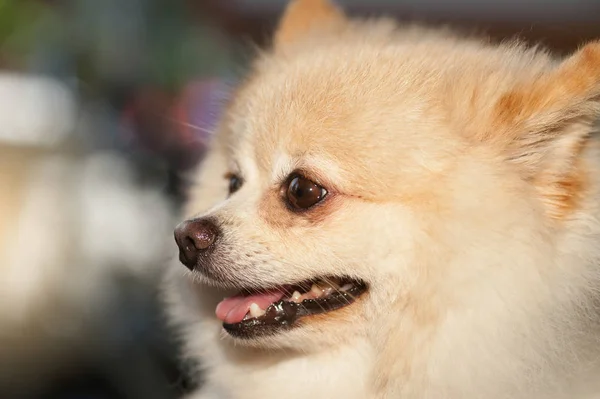 Bolyhos Pom Pomerániai aranyos kutya kis háziállat-barát. — Stock Fotó