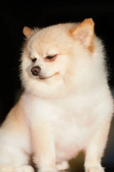 Αφράτο Pom Pomeranian σκύλος χαριτωμένο μικρό επιτρέπονται τα κατοικίδια. — Φωτογραφία Αρχείου