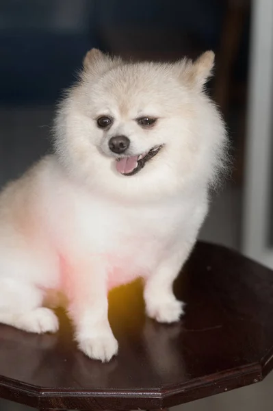 Fluffiga Pom Pomeranian söt hund små husdjur accepteras. — Stockfoto