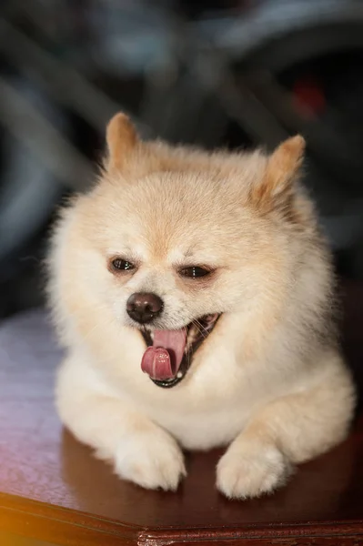 Pomeranian güzel köpek ağzı açık. — Stok fotoğraf