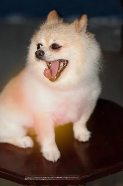 Pomeranian belo cão está abrindo . — Fotografia de Stock