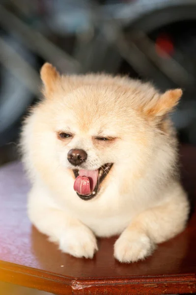 Pomeranian güzel köpek ağzı açık. — Stok fotoğraf