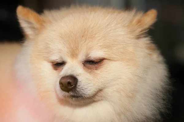 Flauschige Pom Pommerschen niedlichen Hund kleine Haustier freundlich. — Stockfoto