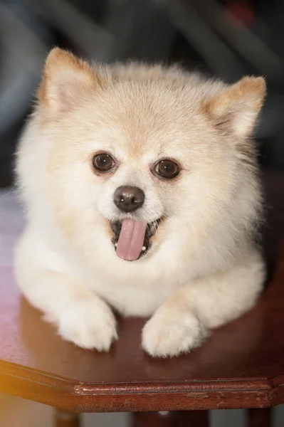 Pomeranian güzel köpek ağzı açık. — Stok fotoğraf