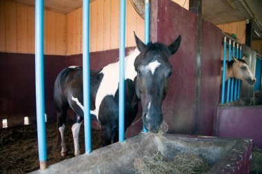 Portre kararlı bir at stud çiftlikte bir atı.