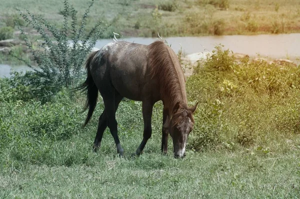 Un cheval broutant dans la prairie . — Photo