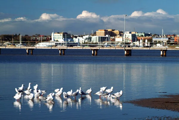 Grupp av Seagulls står på havet och staden i bakgrunden. — Stockfoto