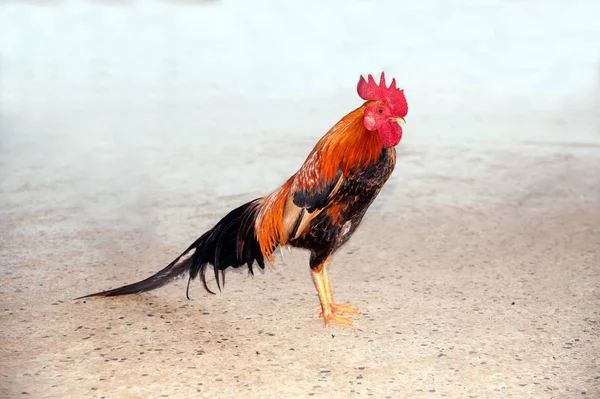 Ein Porträt des Hahns ist ein männliches Huhn, das drinnen geht. — Stockfoto