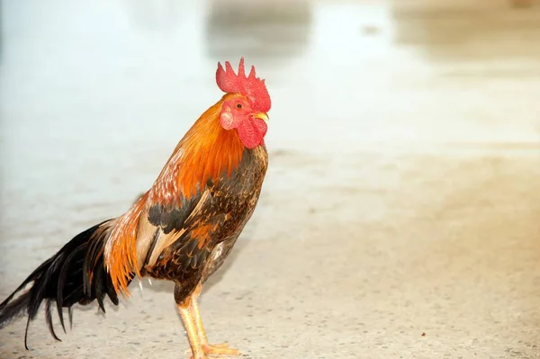 Un portrait de coq est un poulet mâle marchant à l'intérieur . — Photo