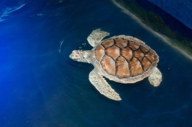 Yeşil Kaplumbağa yukarıda su ürünleri yetiştiriciliği için havuz içinde yüzüyor.
