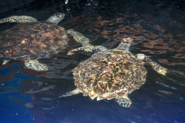 Yeşil Kaplumbağa yukarıda su ürünleri yetiştiriciliği için havuz içinde yüzüyor.