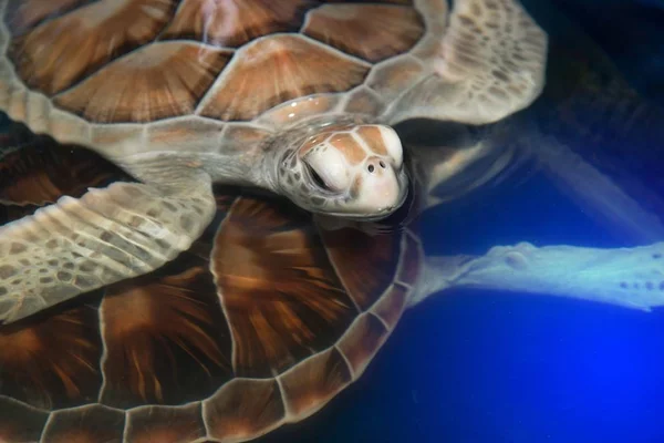 Green turtle swims above in ponds for aquaculture.