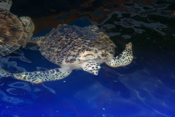 Зеленая черепаха плавает в прудах для аквакультуры . — стоковое фото