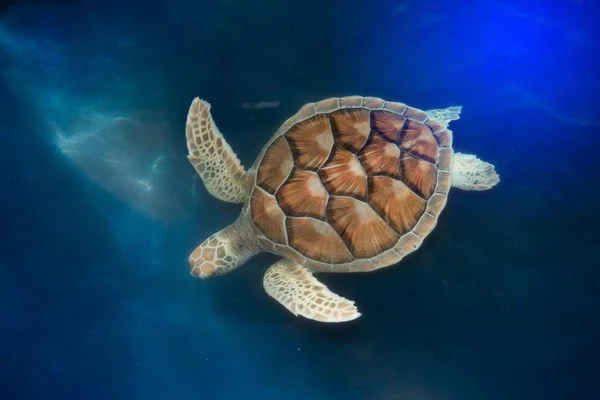 Green turtle swims above in ponds for aquaculture.