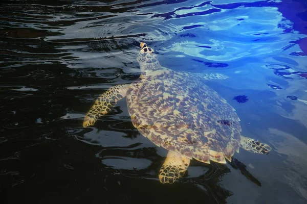 绿海龟在水产养殖池塘里游泳以上. — 图库照片