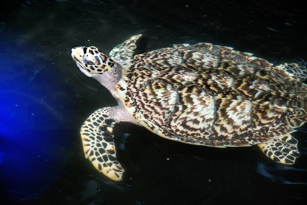 Green turtle swims above in ponds for aquaculture.