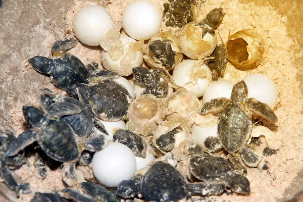 Model made of resin a baby Green sea turtle and eggs in hatching