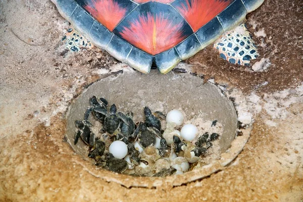Модель из смолы младенца Зеленая морская черепаха и яйца в вылуплении — стоковое фото