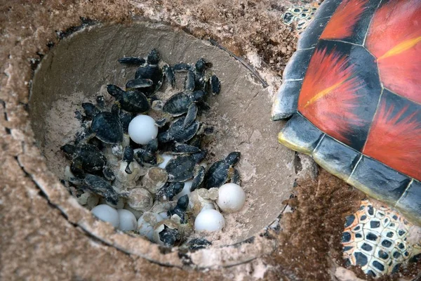 Модель из смолы младенца Зеленая морская черепаха и яйца в вылуплении — стоковое фото