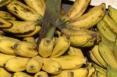 Prata Muz. (Musa x paradisiaca L. Musaceae).