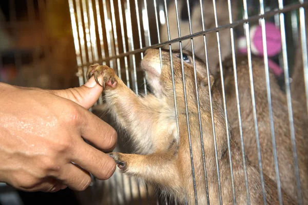 Çayır köpeği'ni bir kafes içinde.