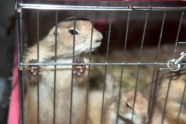Prairie Dog en una jaula . — Foto de Stock