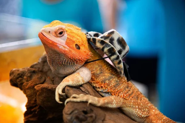 Närbild porträtt av en manlig Lizard leguan (Iguana iguana) med hatt. — Stockfoto