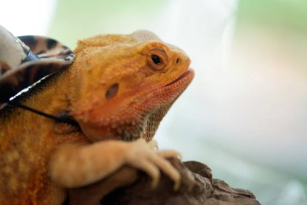 Close-up πορτρέτο της μια αρσενική σαύρα ιγκουάνα (Iguana iguana) με καπέλο. — Φωτογραφία Αρχείου
