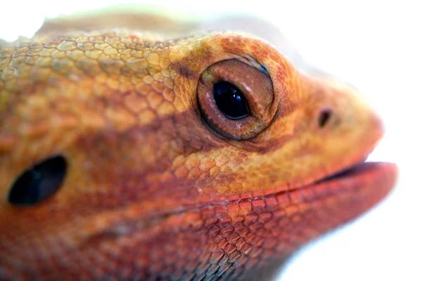 Nahaufnahme Porträt einer männlichen Echse Leguan (Leguan Leguan)) . — Stockfoto