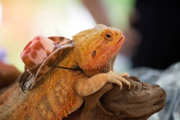 Retrato de cerca de una iguana lagarto macho (iguana iguana) con sombrero . — Foto de Stock