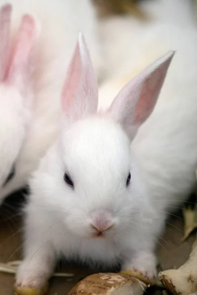 White rabbit. Albino laboratory animal of the domestic rabbit (Oryctolagus cuniculus).